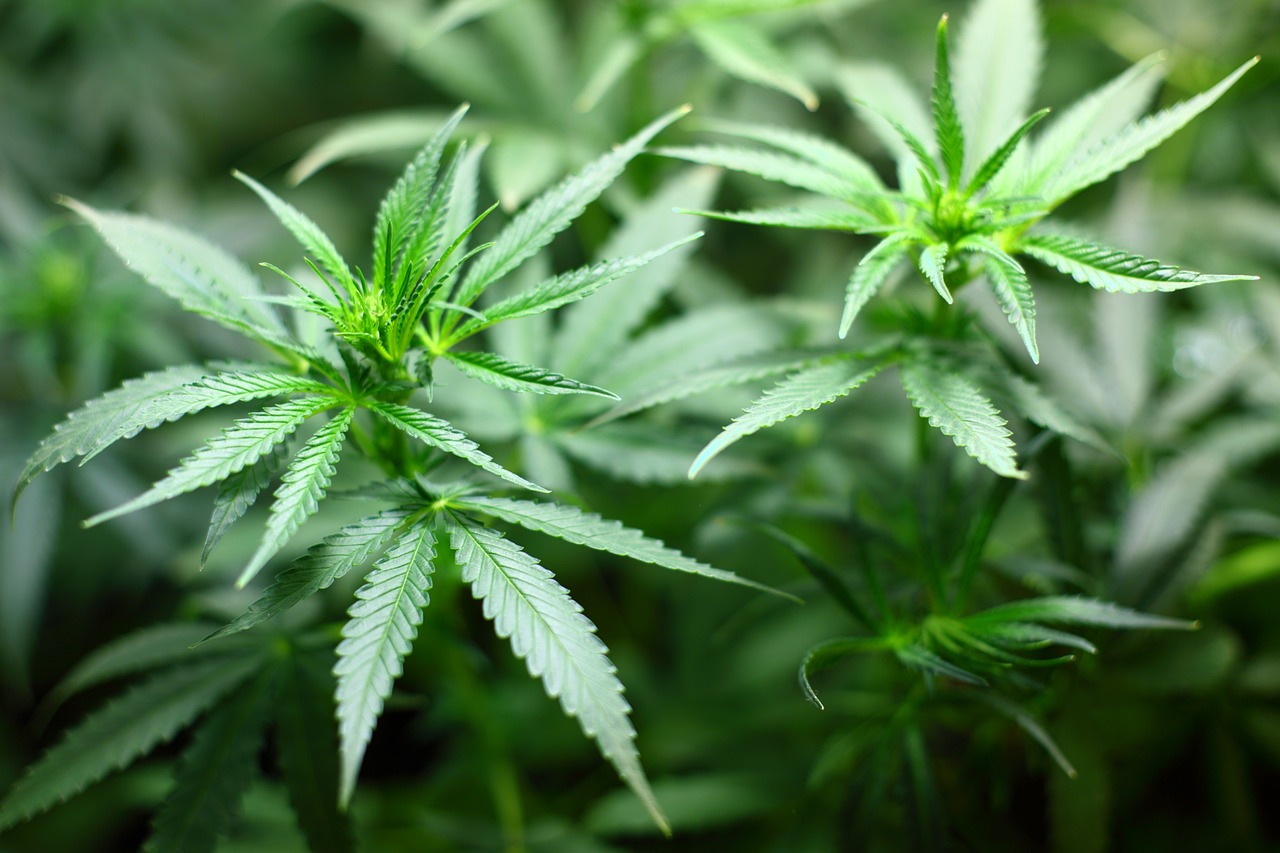 Issue 2: Legalized Recreational Marijuana. What changes for Ohio employers?